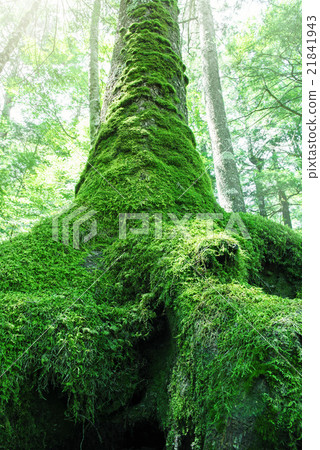 苔蘚森林 苔蘚森林 21841943