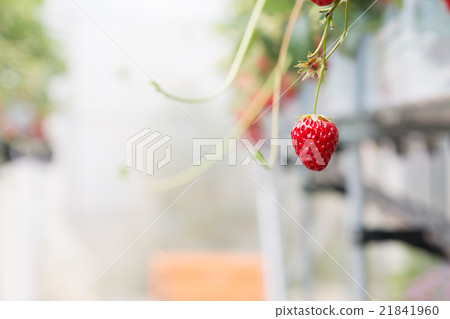 Strawberry Strawberry 21841960