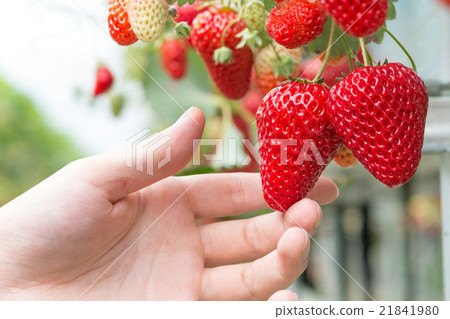 草莓 草莓 21841980