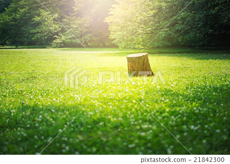 樹樁，公園 21842300