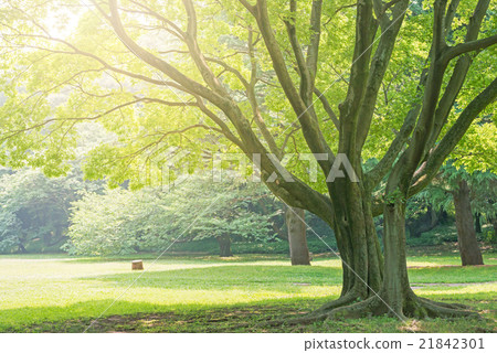 大樹，公園 21842301