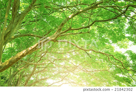 新鮮的綠色，司馬麻雀隧道 21842302