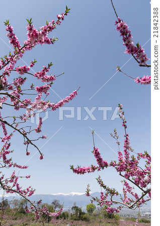 桃花朵景觀 21842388