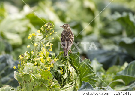 雲雀 雲雀 21842413