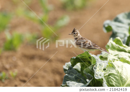 雲雀 雲雀 21842419