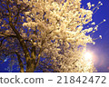 Cherry Blossoms	 21842472
