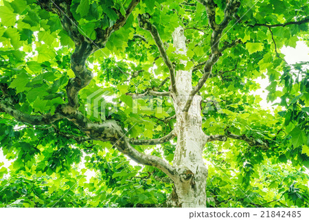 Fresh green Platanus 21842485