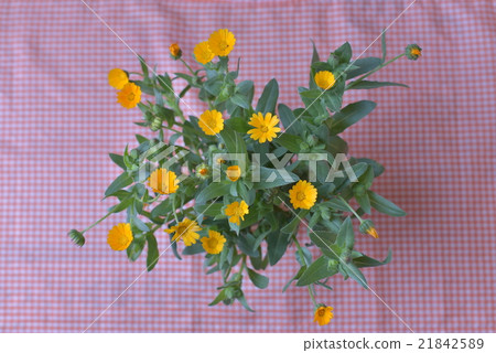 冬天無知 21842589