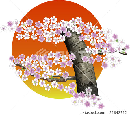 Moon (or sunlight) and cherry blossoms 21842712