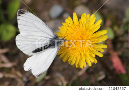 Scarlet grown whitefish and dandelion Scarlet grown whitefish and dandelion 21842867
