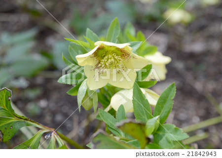 聖誕節玫瑰 聖誕節玫瑰 21842943