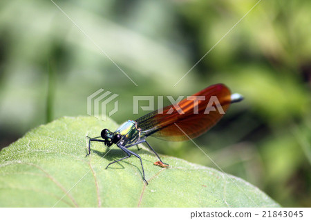 Asahina kawatombo 21843045