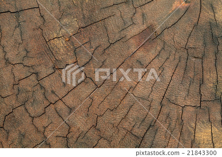 old tree stump texture background old tree stump texture background 21843300