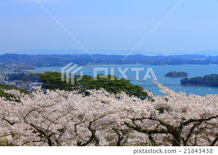 松島公園的櫻花,日本西部松島西樹的回歸 松島公園的櫻花,日本西部松島西樹的回歸 21843438