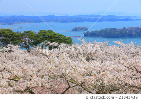松島公園的櫻花，日本西部松島西樹的回歸 21843439
