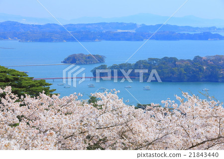 松島公園的櫻花,日本西部松島西樹的回歸 松島公園的櫻花,日本西部松島西樹的回歸 21843440