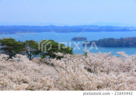 松島公園的櫻花,日本西部松島西樹的回歸 松島公園的櫻花,日本西部松島西樹的回歸 21843442