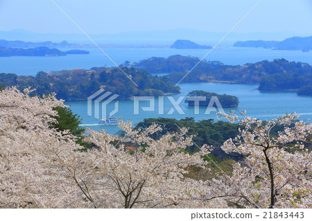 松島公園的櫻花,日本西部松島西樹的回歸 松島公園的櫻花,日本西部松島西樹的回歸 21843443
