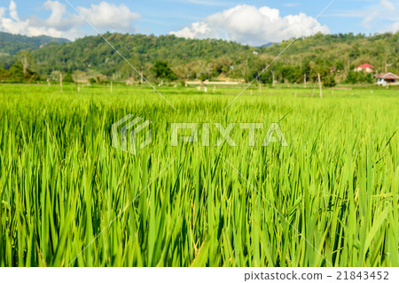 Green rice field in Tana Toraja 21843452