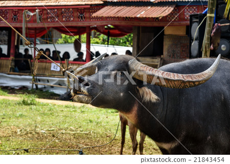 Black buffalo at funeral ceremony. Tana Toraja Black buffalo at funeral ceremony. Tana Toraja 21843454
