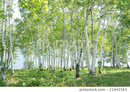 Shirakaba Milin 21843563