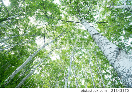 Shirakaba Milin 21843570