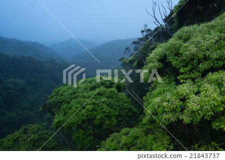 Yanbaru's forest · Itazushi forest 21843737
