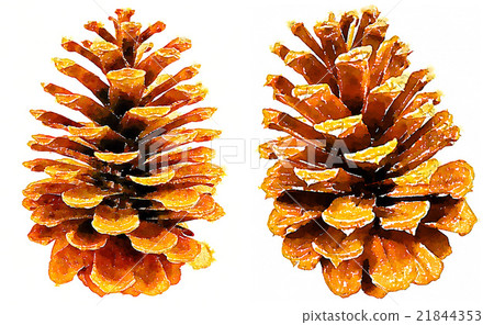 生動的精采手紗水彩內部視圖白色背景：Matsuki水果，松果 21844353