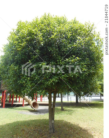 Park of the Kinmokusei tree 21844719