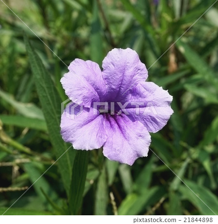 Violet blooming flower 21844898