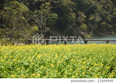 Iwama Subcenter Bridge and Rape Blossom Iwama Subcenter Bridge and Rape Blossom 21844940