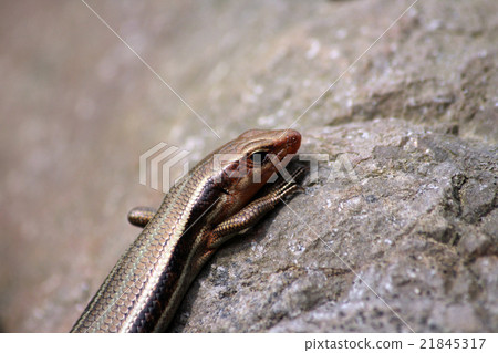 Higashi ni Hondo lizard 21845317