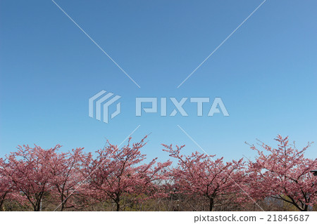Kawazu cherry tree and blue sky Kawazu cherry tree and blue sky 21845687
