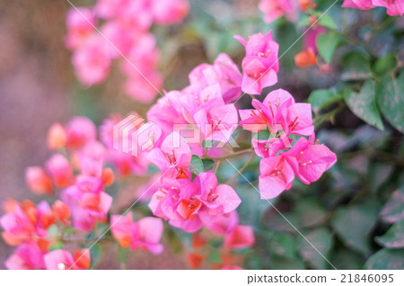 Bougainvillea flower in the garden, soft focus. Bougainvillea flower in the garden, soft focus. 21846095