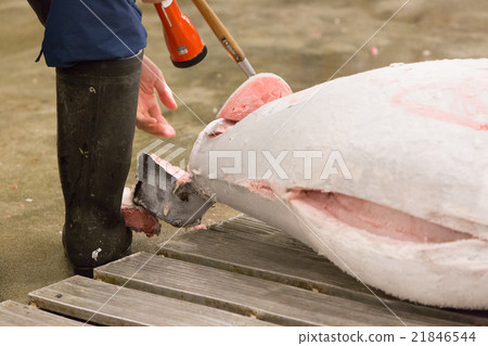 Tsukiji Market - Tuna wholesale plaza and slope - Tsukiji Market - Tuna wholesale plaza and slope - 21846544