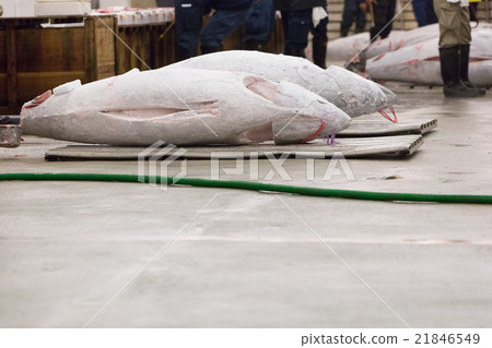 Tsukiji Market - Tuna wholesale plaza and slope - 21846549