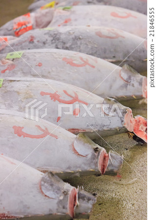Tsukiji Market - Tuna wholesale plaza and slope - Tsukiji Market - Tuna wholesale plaza and slope - 21846555