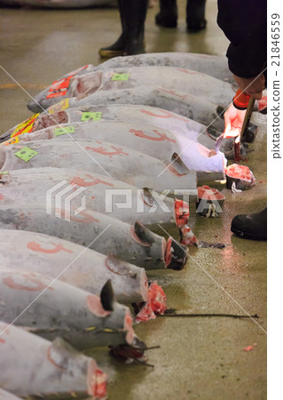 Tsukiji Market - Tuna wholesale plaza and slope - 21846559
