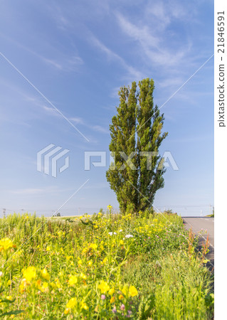 Hokkaido Bioe Ken and Mary's tree Hokkaido Bioe Ken and Mary's tree 21846591