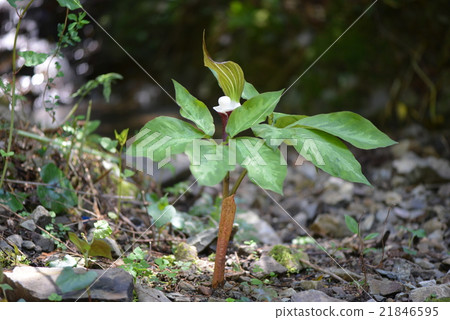 YUKIMOCHISOU 21846595