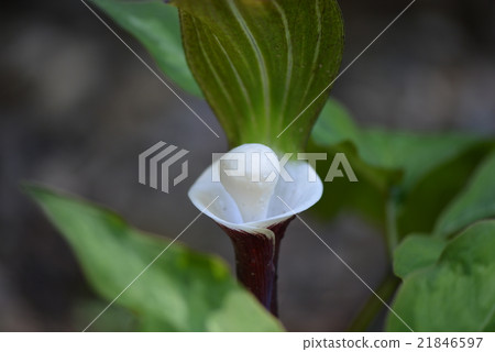 YUKIMOCHISOU 21846597