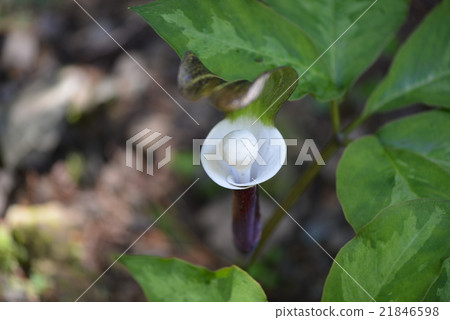 YUKIMOCHISOU 21846598