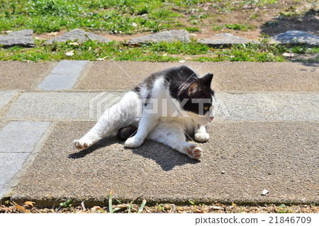 Relaxing stray cats Relaxing stray cats 21846709