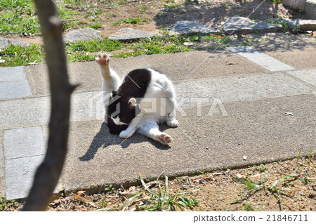 Fair cat pose 21846711