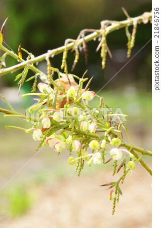 Gurebirea Gurebirea 21846756