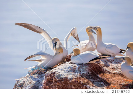northern gannet sitting on the nest 21846763
