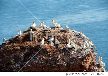 northern gannet sitting on the nest 21846765