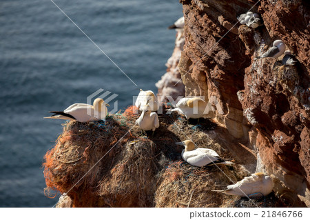 northern gannet sitting on the nest northern gannet sitting on the nest 21846766