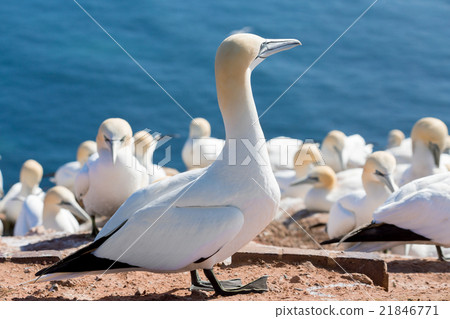 northern gannet sitting on the nest northern gannet sitting on the nest 21846771