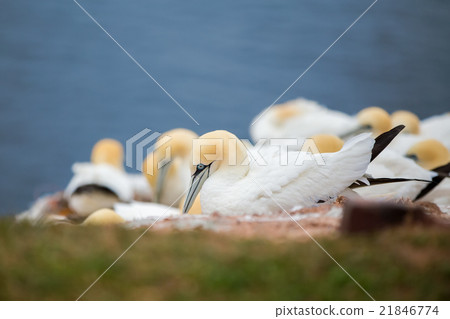 northern gannet sitting on the nest 21846774